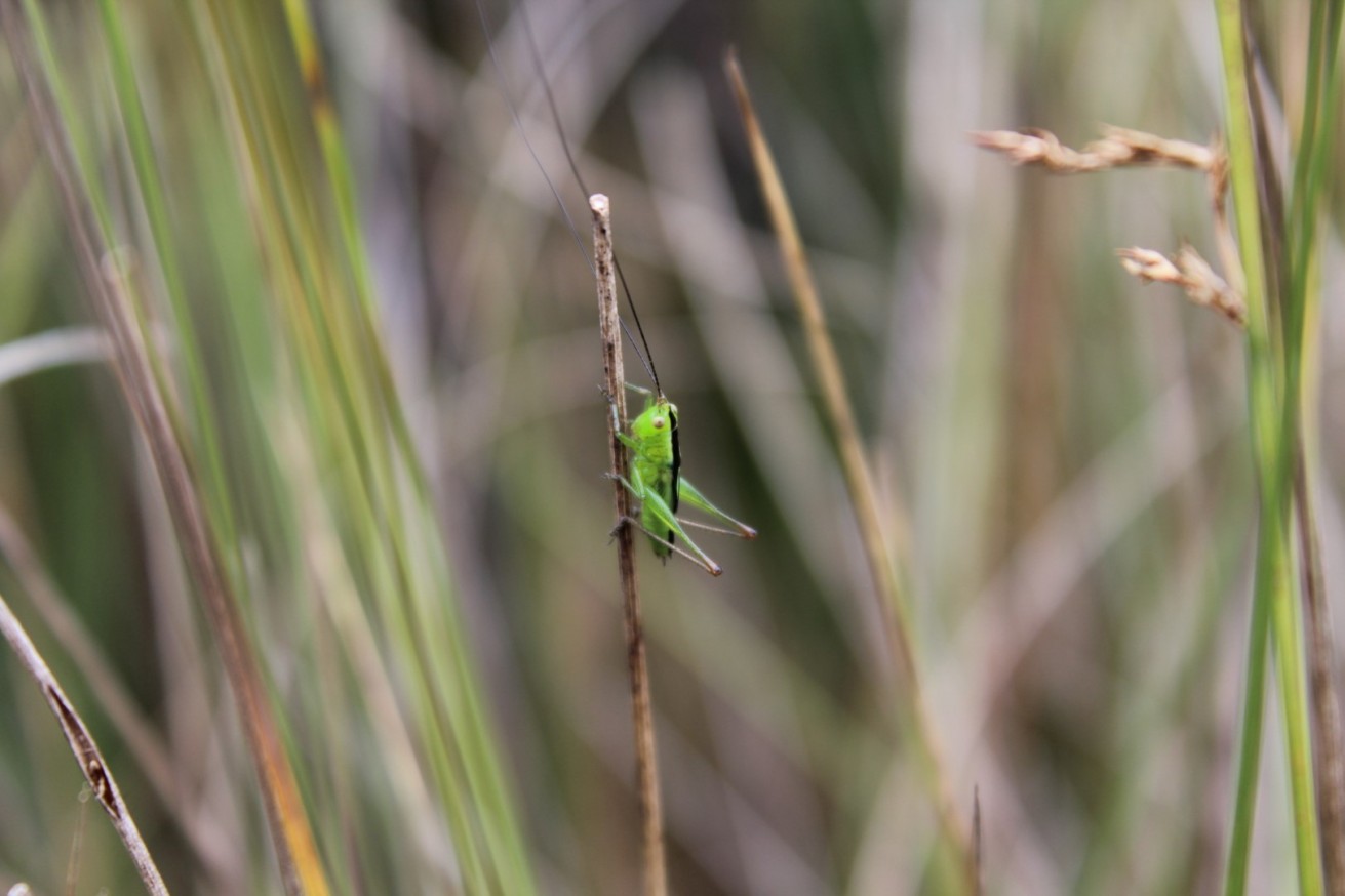 Conocephalus fuscus