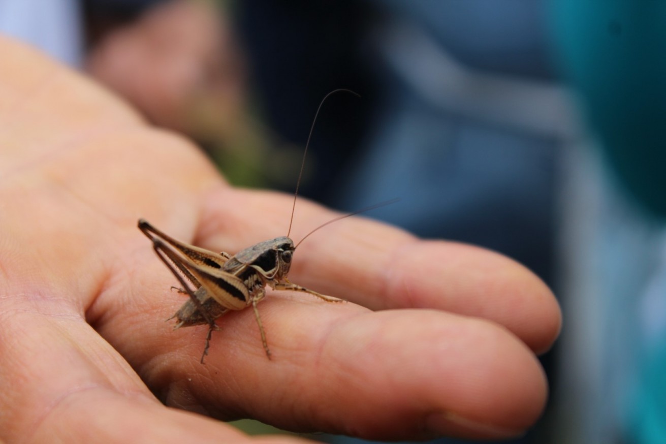 Decorana decorata
