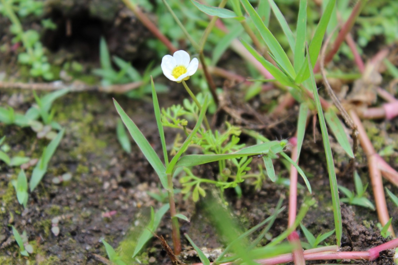Ranunculus peltatus