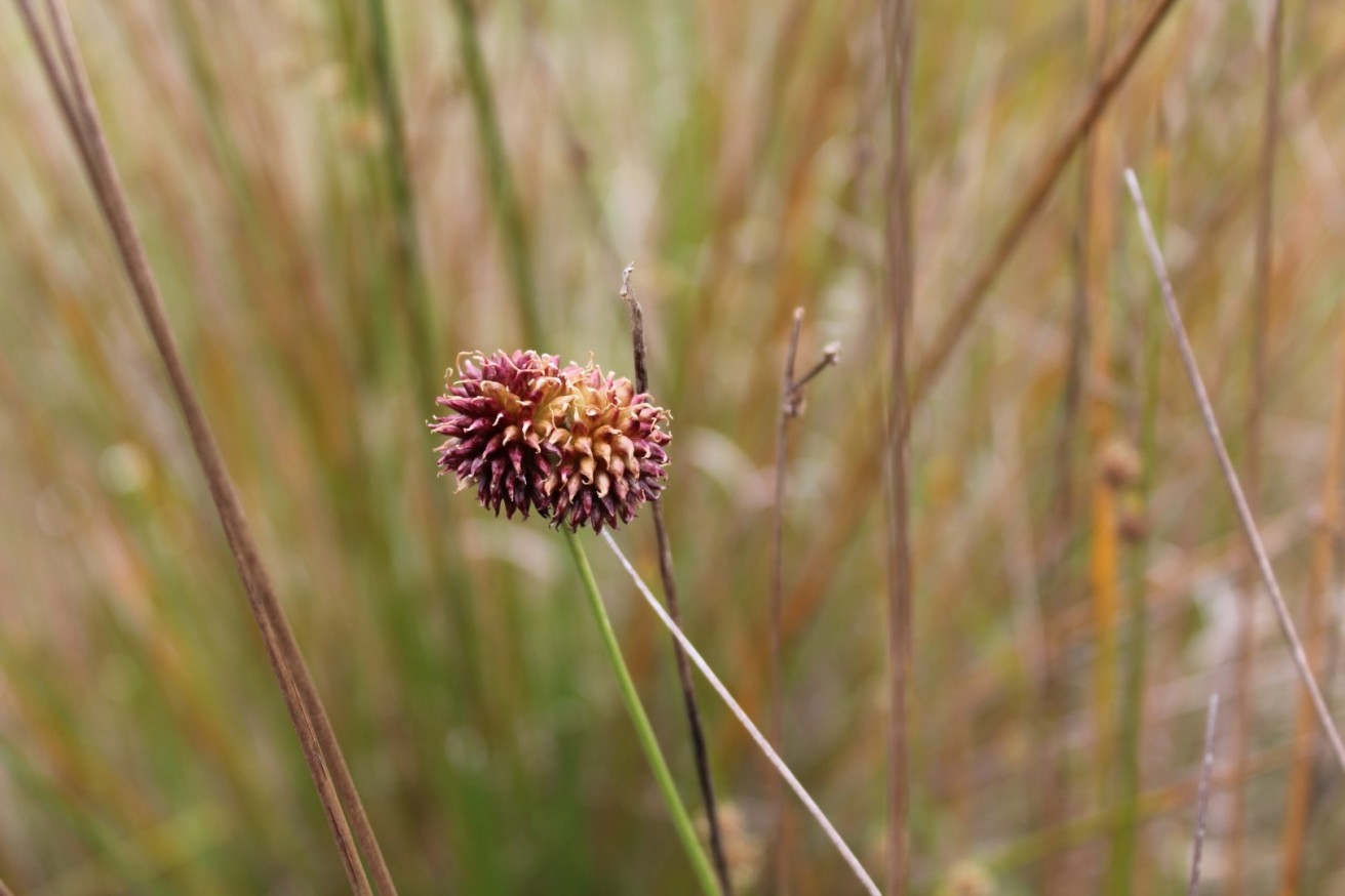 Allium vineale
