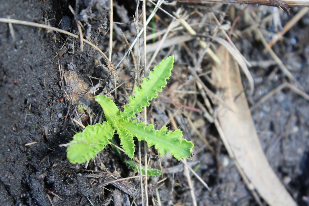 Cirsium welwitschii