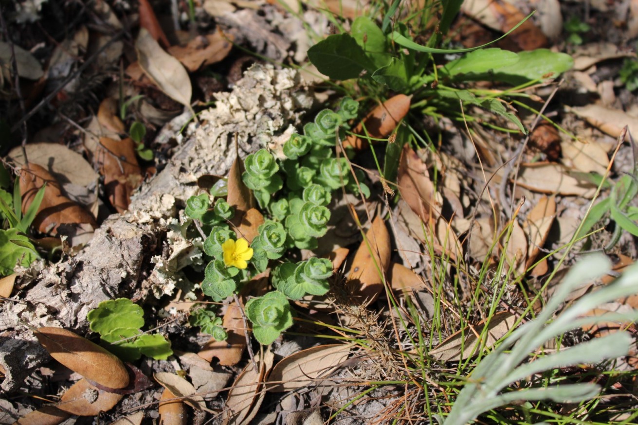 Hypericum elodes