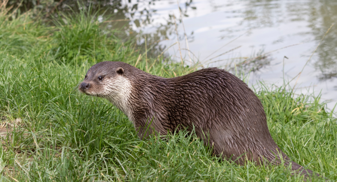 Lontra