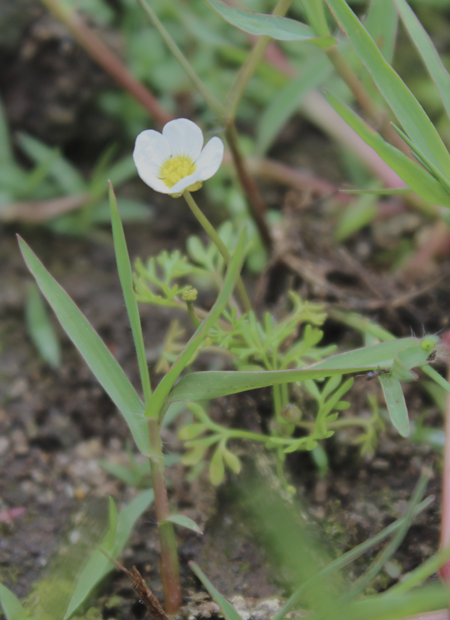 Flora e Vegetação 