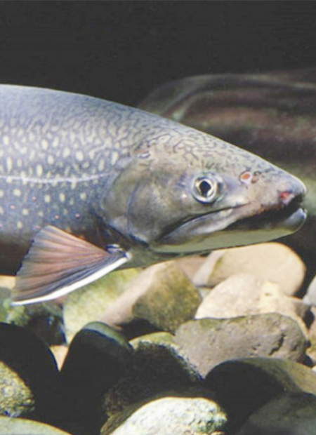 Ictiofauna